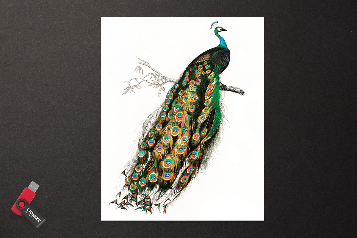 Peacock Printable Wall Art
